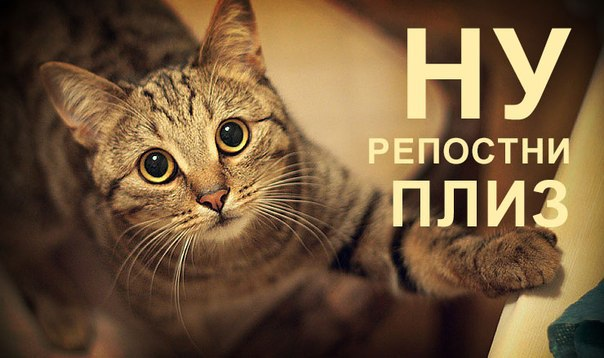 Репост картинка. Репосты фотографии. Делать репост фото. Конкурс репостов. Репосты фотографии.
