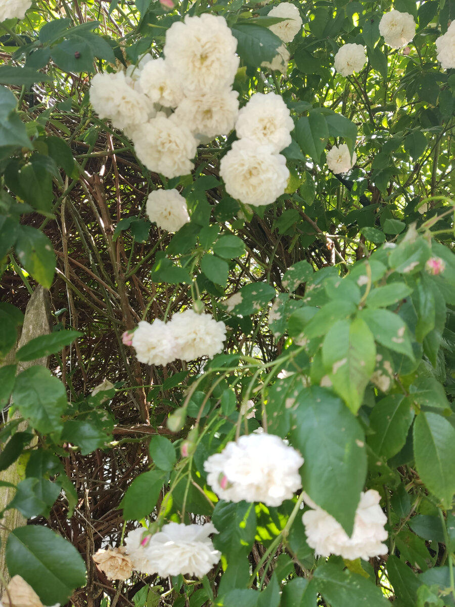 немного лета в блог