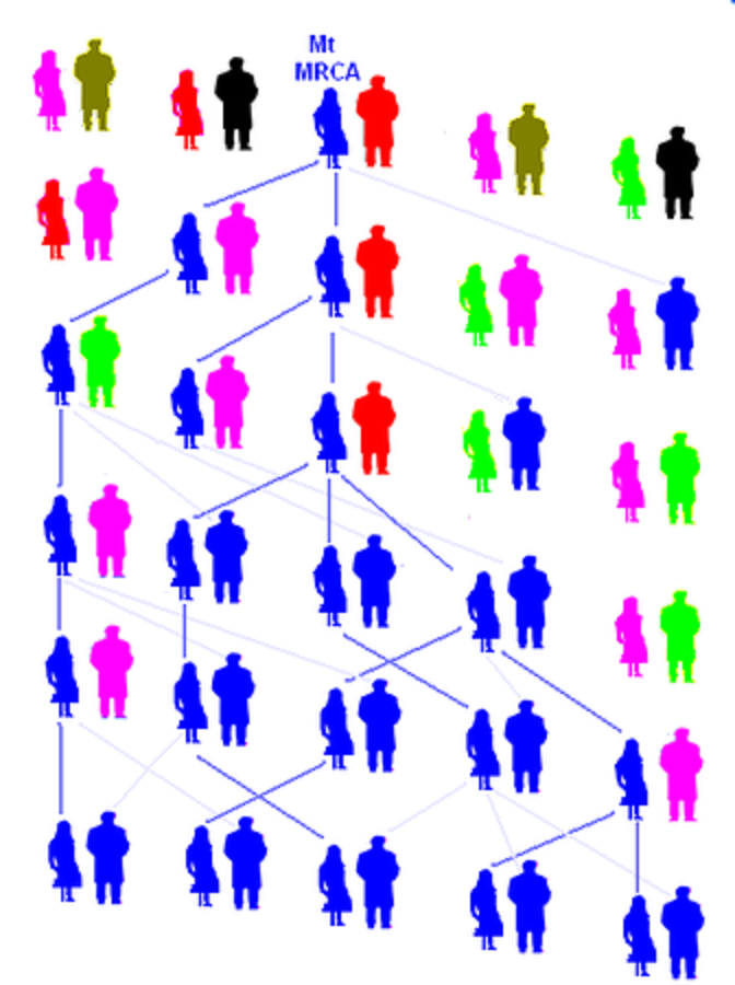 Митохондриальная ева и y хромосомный адам презентация
