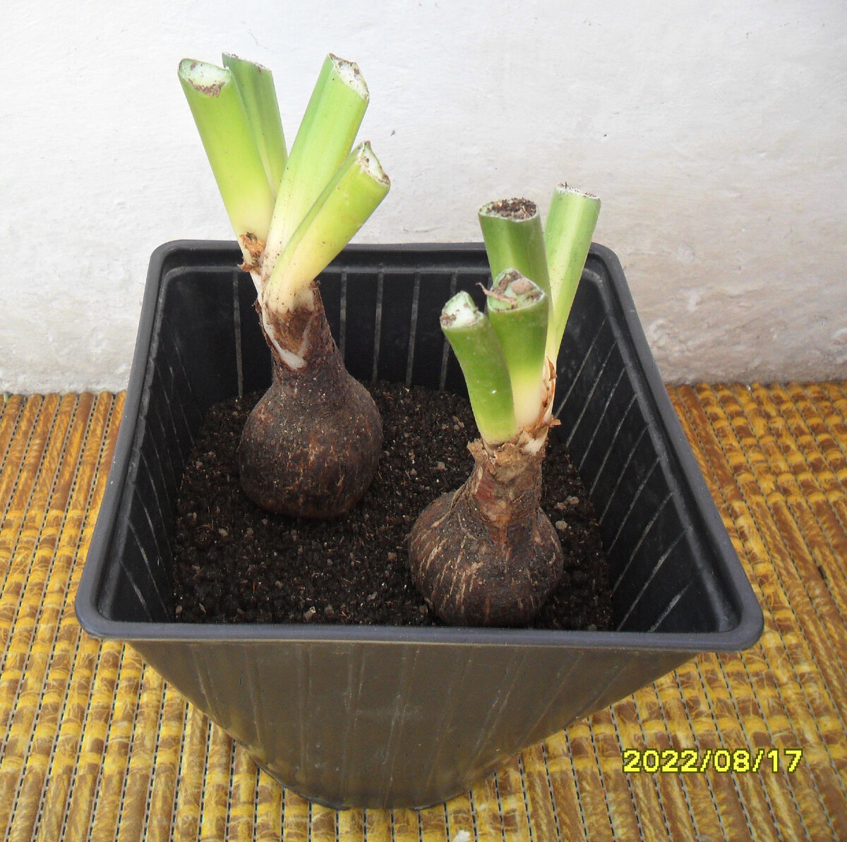 Посадка луковиц Эухариса в емкость