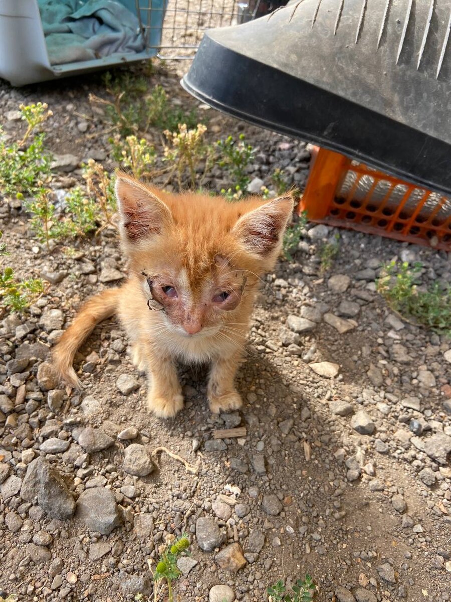Один из десяти котят…