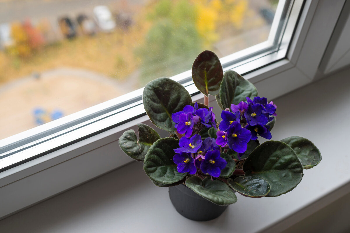     Фиалка на подоконнике: секреты выращивания и ухода