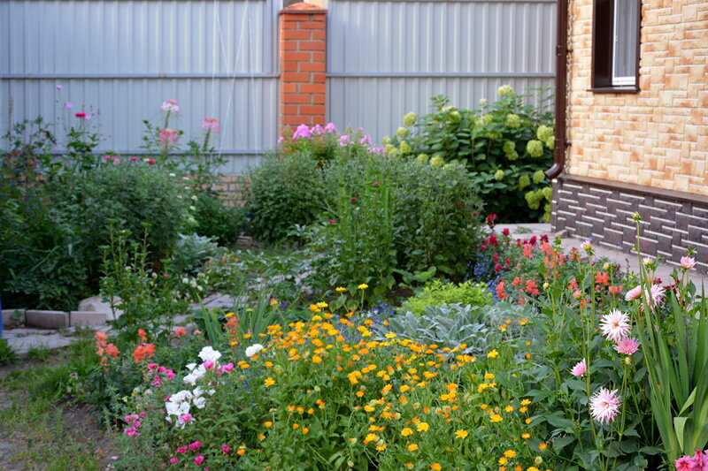 Цветники в августе 2022 г. Годеция и эшшольция растут слева от ноготков