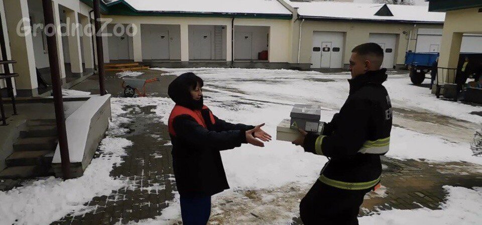     Сотрудники МЧС принесли летучих мышей в двух коробках в зоопарк Гродно. Фото: скриншот с видео гродненского зоопарка