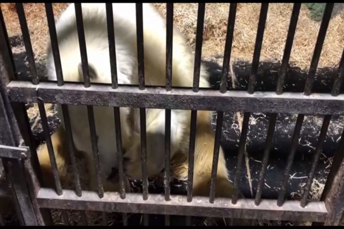    Диксон за едой.