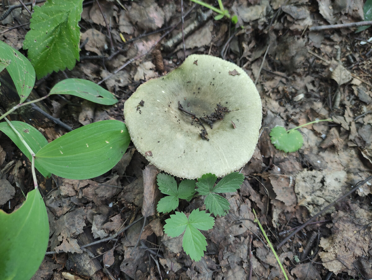 Одна из зелёных сыроежек