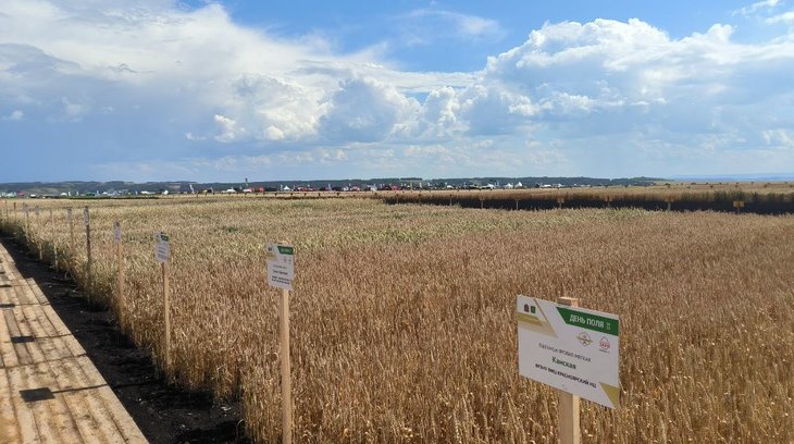     День поля 2023 в Красноярском крае: итоги
