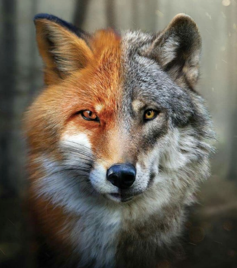 Однажды в глухом лесу жила лиса по имени Лайра. Она была смышленой и хитрой, и всегда находила применение своему остроумию. 
Волк по имени Лев жил не очень далеко от Лайры. Он был большим и сильным, но у него был скверный характер. Волк всегда был сердитым и недовольным, и его злость порой выходила из-под контроля.

Однажды, волк и лиса встретились в лесу. "Здравствуй, Волк!" - сказала Лайра с улыбкой. "Почему ты всегда такой сердитый?"

"Потому что у меня нет друзей!" - выкрикнул Волк. "Я одинок и никому не нужен!"

"Неужели ты думаешь, что никому не нужен?" - спросила лиса. "Я думаю, что у нас может быть хорошая дружба, если ты только позволишь себе раскрыться и открыть сердце другим."

Волк задумался. Да, он был одинок, и часто это причиняло боль. "Хорошо, Лайра," - согласился он, - "Давай мы станем друзьями и будем поддерживать друг друга."

С тех пор Лайра и Лев стали неразлучными друзьями. Они проводили время вместе, помогали друг другу и разделяли радости и печали.

Каждый день Лайра находила новые забавы и развлечения, которыми занимались вдвоем. Она учила Лева играть на скрипке и петь, а также учила его новым трюкам и шуткам.

Лев, в свою очередь, защищал Лайру от опасностей и всегда был рядом, когда она нуждалась в поддержке. Он больше не был злым и сердитым, потому что он был счастливым и любимым.

Так Лайра и Лев жили долго и счастливо, благодаря своей дружбе и взаимопониманию. И они поняли, что настоящая дружба между лисой и волком возможна, если только открыть свое сердце и довериться друг другу.



