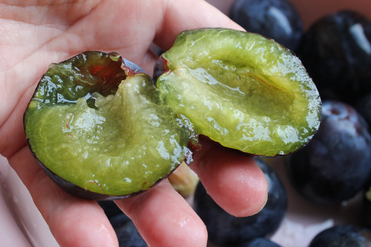 Ну очень спелий слива))