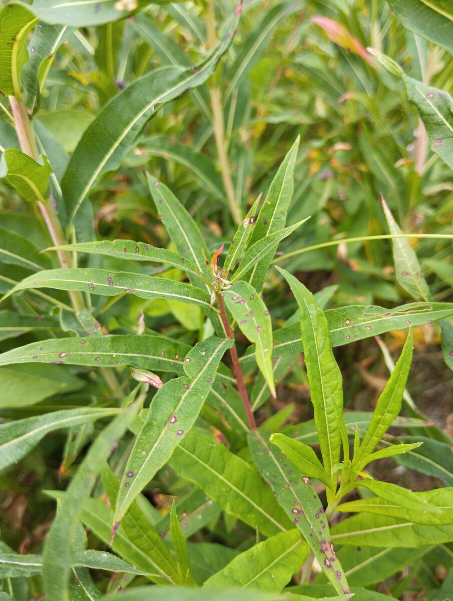 Иван-чай — одно из любимых растений личинок бабочки бражника. Хотя кипрей волосистый им больше нравится. Фото автора.