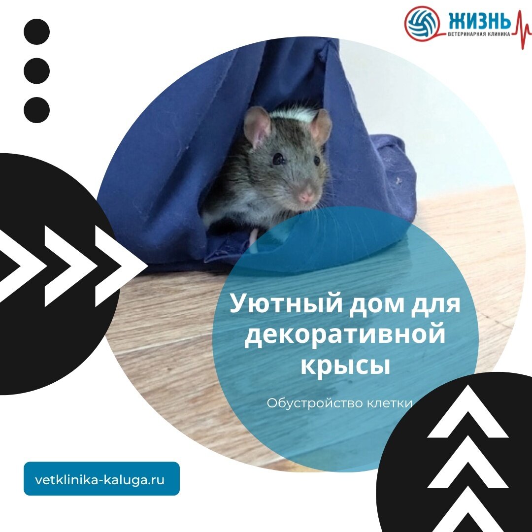 Как обустроить домик для крысы | Petshop Journal | Дзен