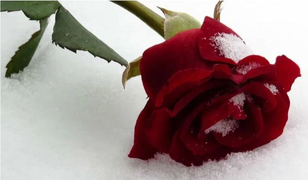 Удобряем розы