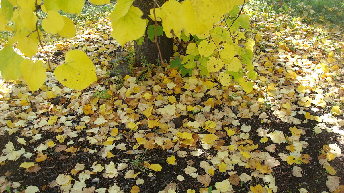 Яркое зрелище