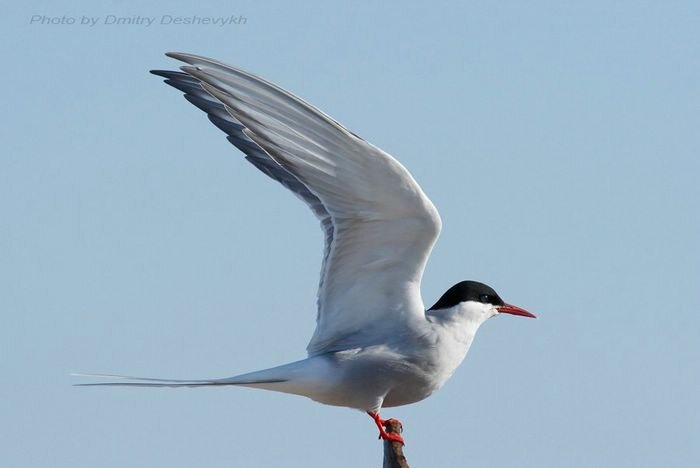 источник картинки:http://www.edu.severodvinsk.ru/after_school/obl_www/2012/work/isaeva/birds.html