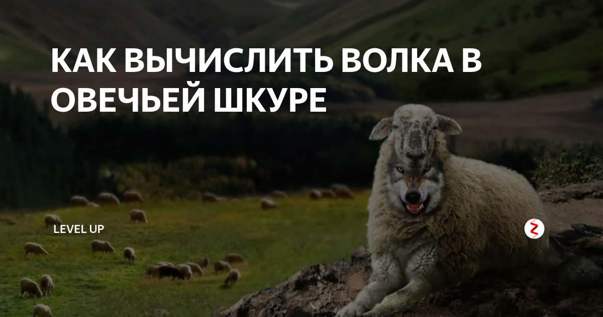 Всю жизнь овца волков. Волк в овечьей шкуре. Овечья шкура. Овца в овечьей шкуре. Волк в овечьей шкуре картинки.