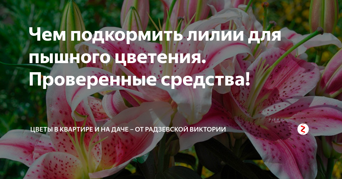 Чем весной подкормить лилии для пышного цветения. Удобрение для лилий. Чем подкормить лилии. Лилии перед цветением. Удобрение для лилий весной.