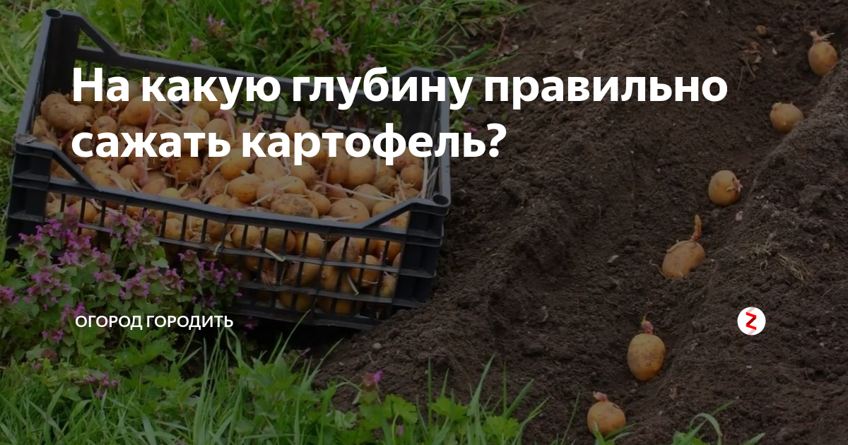 На какую глубину лучше сажать картошку. Глубина посадки картофеля. На какую глубину сажать картофель. Правильная посадка картофеля. Глубина посадки картошки.