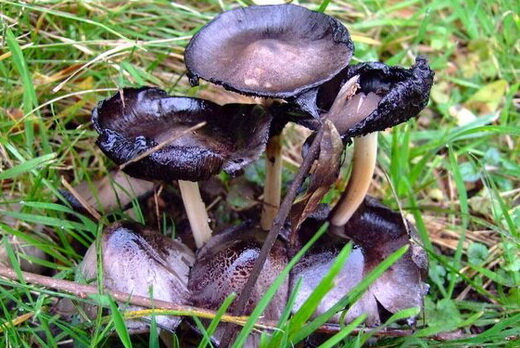 Фото из интернета. Наво́зник се́рый (лат. Coprinopsis atramentaria)
