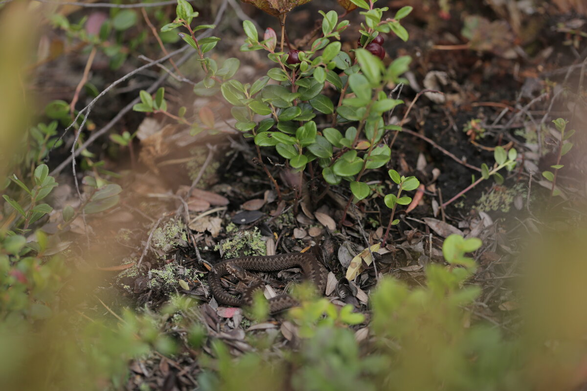А вот и гадюка.