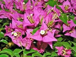 БУГЕНВИЛИЯ