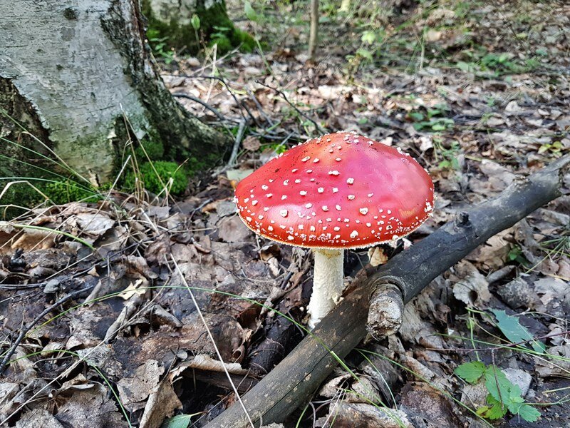 В отличии от полезных грибов, поганки не прятались в траве, а вызывающе росли на самых видных местах.
