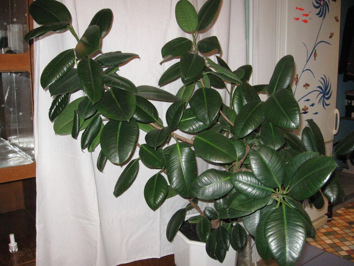 Комнатные растения с кожистыми листьями фото и названия