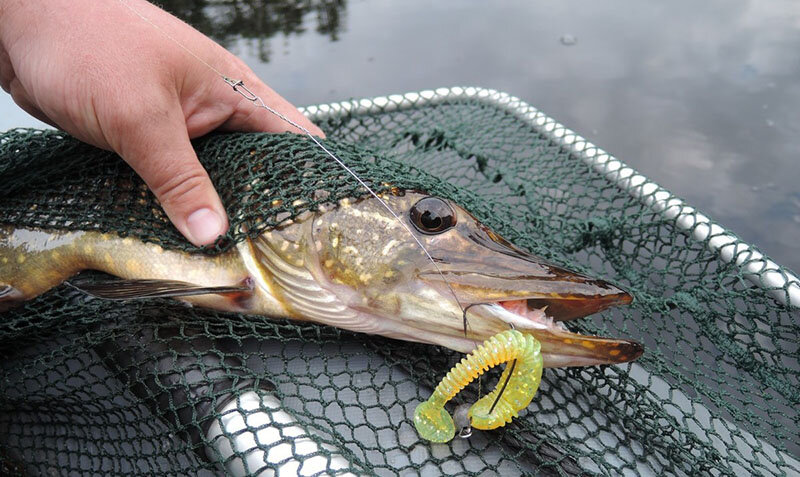 Начало осени – самая ожидаемая пора многих спиннингистов. Ловля щуки в сентябре на спиннинг редко бывает непродуктивной. В это время вода остывает, становится прозрачнее, в ней много кислорода и подросшего малька, наступает пора осеннего жора для хищника. Одним из главных индикаторов, показывающих рыболовам, что наступает активная пора ловли щуки, является начало активного листопада с березы. Эта народная примета никогда не подводит. 