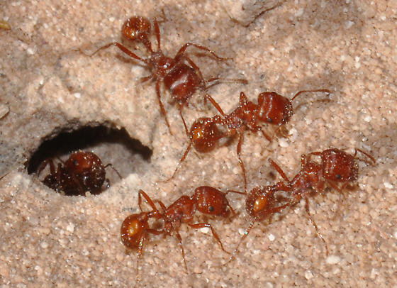 Муравей Марикопа.  Особо опасные насекомые, которые даже в небольшом количестве способны быстро умертвить взрослого человека. Укус одного такого муравья вызывают жуткую,   боль, которая длиться более четырех часов.  Если видите перед собой, колонию высотой в несколько метров, немедленно уносите ноги. 
