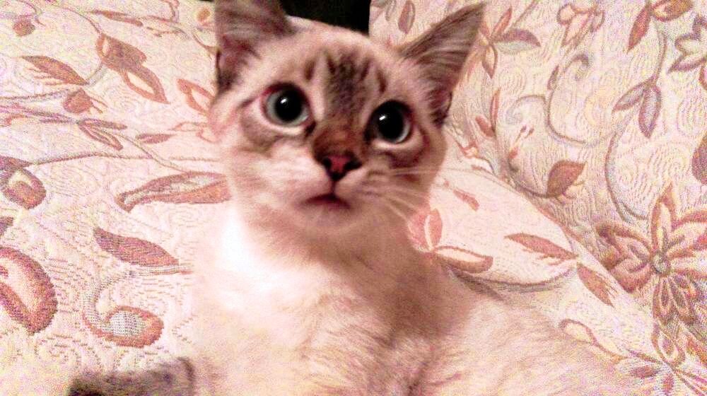 Не расплачьтесь от умиления, он умело симулирует  няшность! :-)