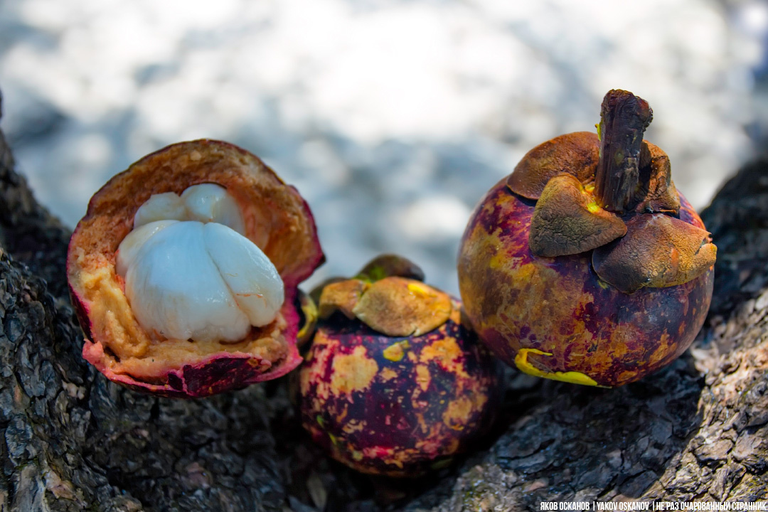 Мангостан или Garcinia mangostana