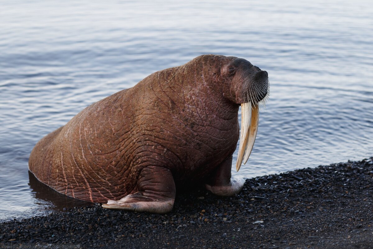 Лаптевский морж. Тихоокеанский морж Чукотка. Тихоокеанский морж (Odobenus rosmarus divergens). Морж Лаптевский подвид. Моржи в тундре