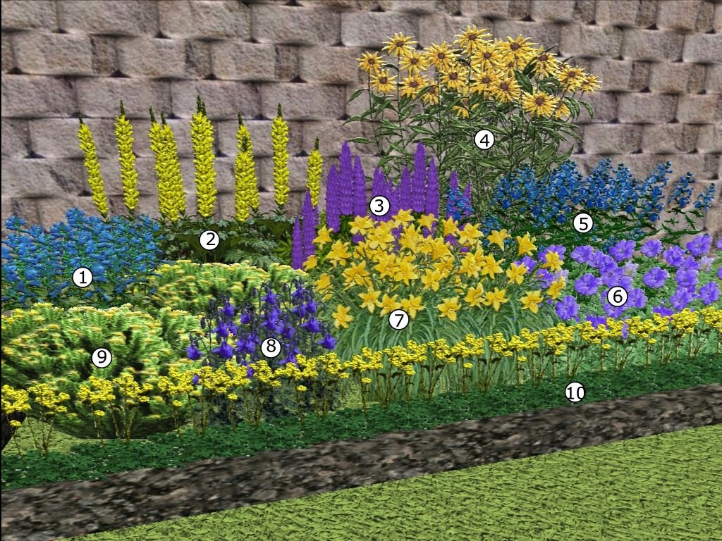 1 - колокольчик крапиволистный, 2 - бузульник Пржевальского, 3 - люпин, 4 - рудбекия Золотые шары, 5 - котовник Фассена, 6 - герань гибридная, 7 - лилейники, 8 - водосбор альпийский, 9 - бессмертник золотистый, 10 - манжетка мягкая.