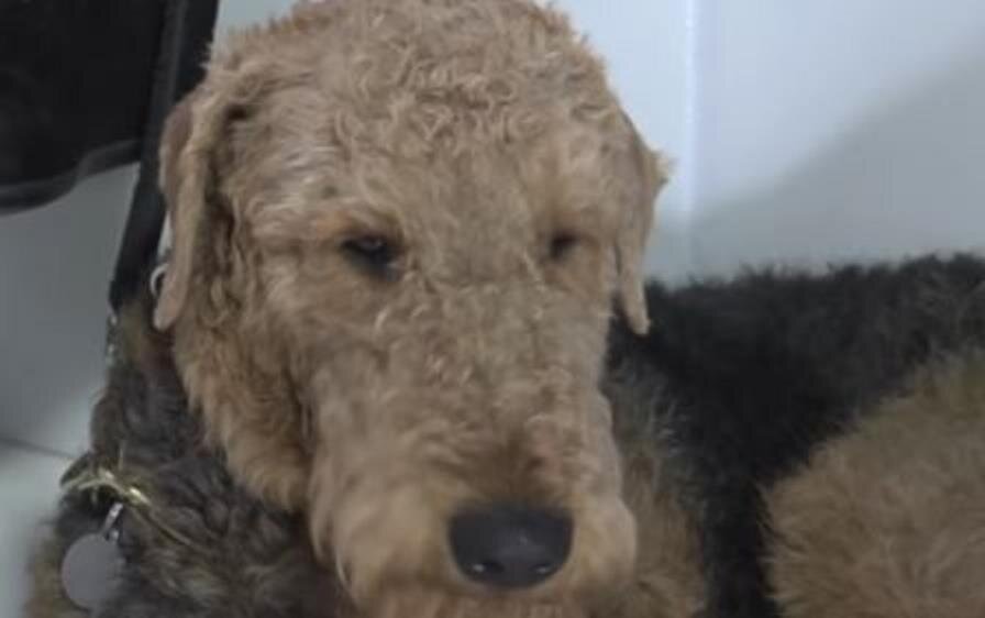 Собака породы эрдельтерьер