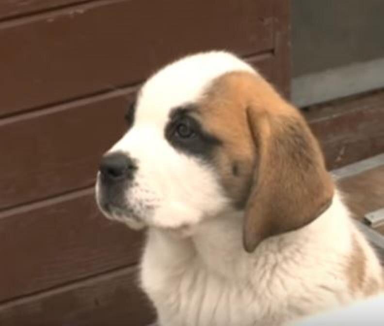 Щенок породы Сенбернар