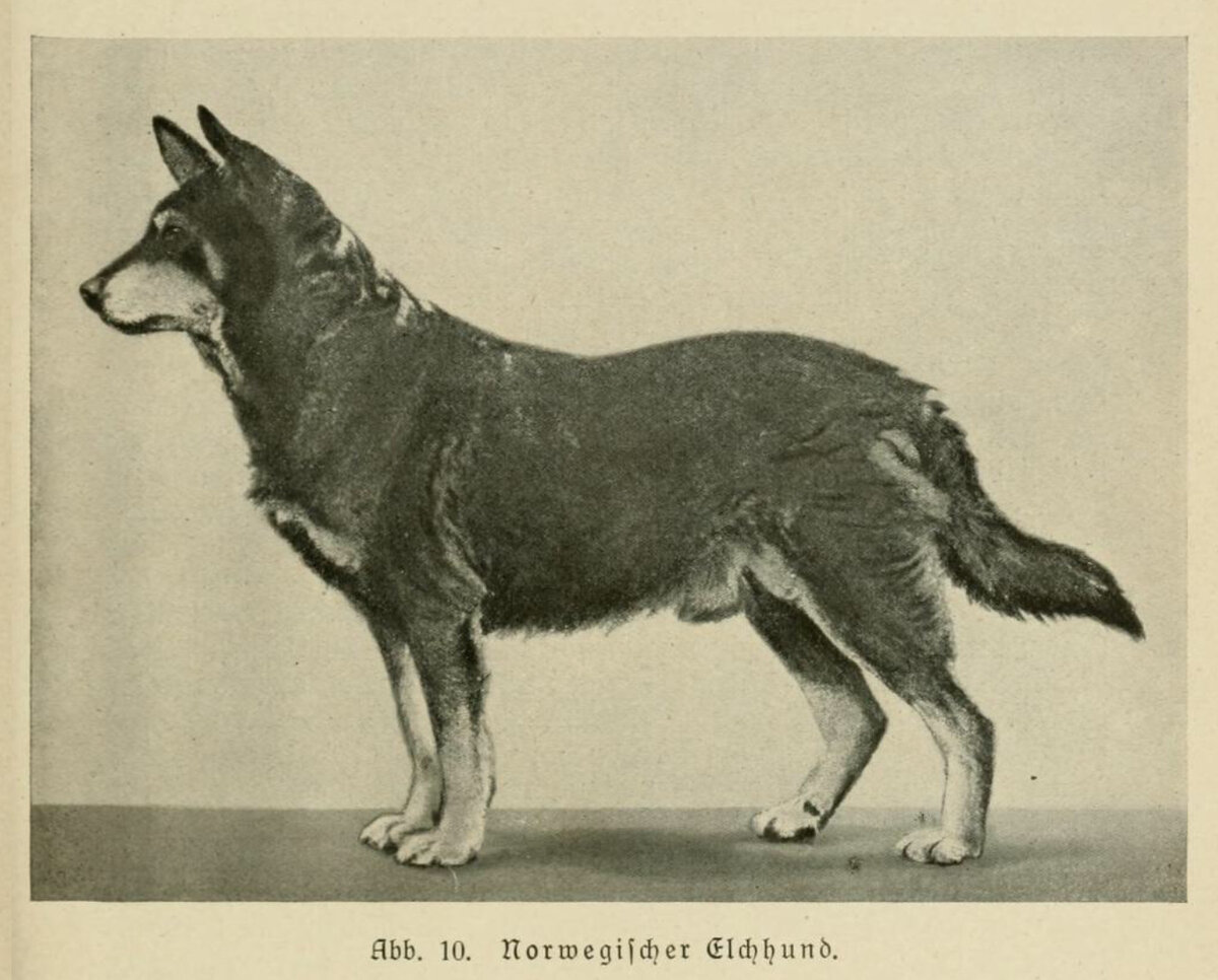 Норвежский элкхаунд