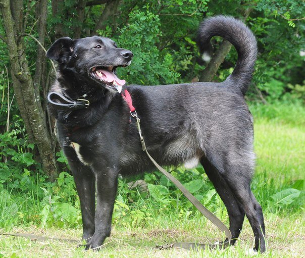 Джек. И ему нужен дом и свой Человек.