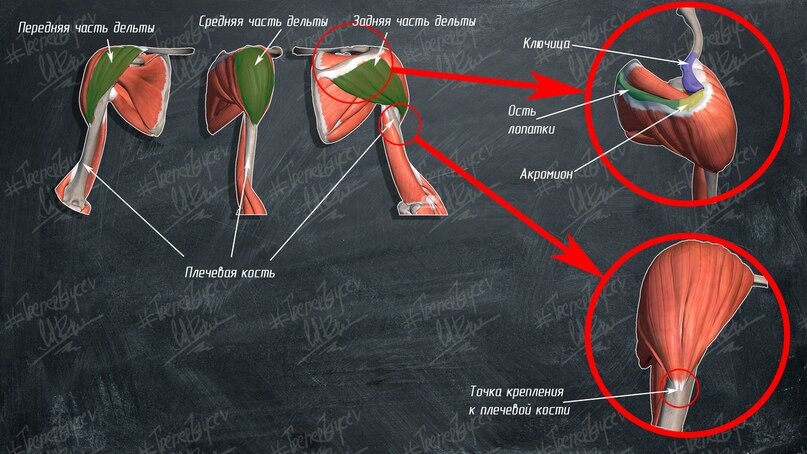 Картинки дельтовидная мышца