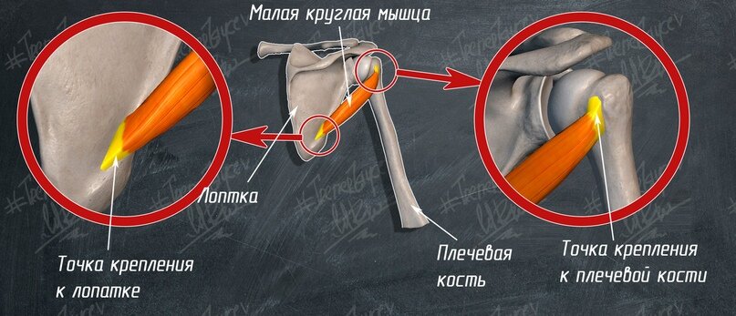 Малая круглая мышца картинка