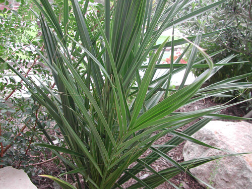 Финиковая пальма