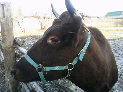 Одна из наших кормилиц.