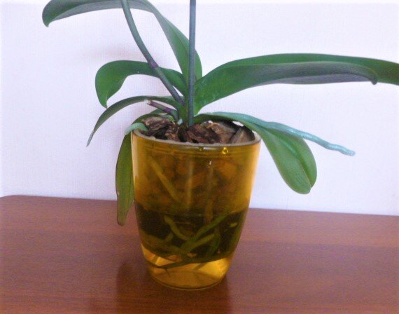 Полив орхидеи фаленопсис методом погружения. Фото из архива автора.