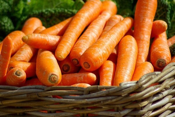 5 лучших сортов моркови для зимнего хранения