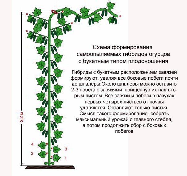 Букет ароматных огурцов