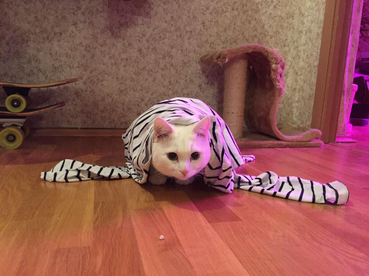 Кот Малек Беляш иногда мешает спать хозяевам