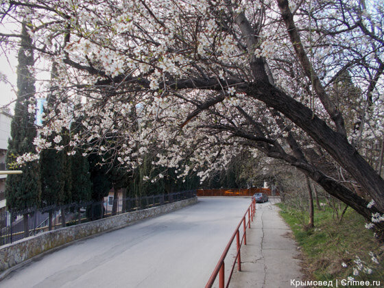 Символ Южного берега - цветущий миндаль.