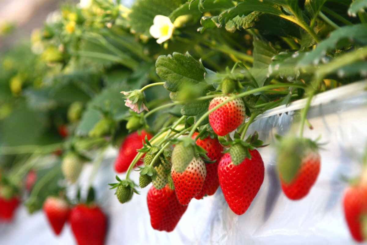 Нет дачи? Не беда! Выращивайте в квартире! 