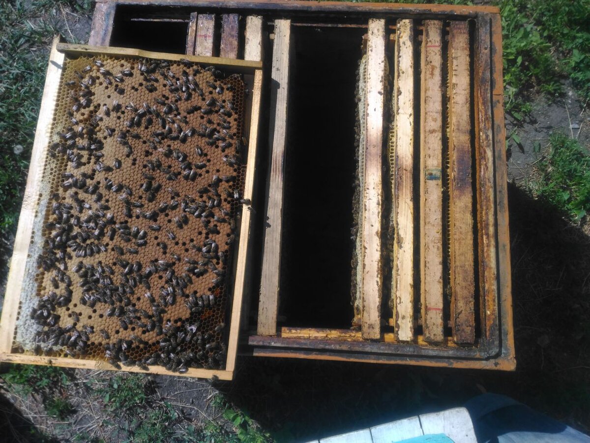 Купить пчел на озоне. Пчелопакеты Карника Бакфаст. Пчеловодство для начинающих. Пчелопакеты 2014. Четырех рамочные пчелопакеты.