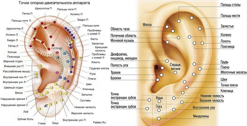 Источник фото: https://vedica.ru/blog/ears