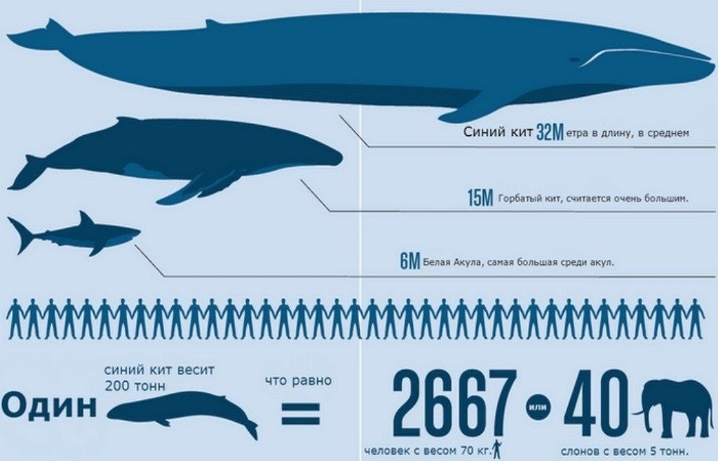 Ученые выяснили, как связаны киты и глобальное потепление