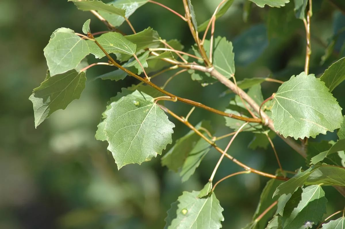 Осина виды деревьев. Осина (Populus tremula). Осина обыкновенная (Populus tremula). Тополь дрожащий осина. Тополь дрожащий (осина) – Populus tremula.